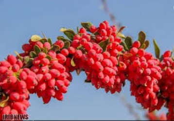 1731999258-h-250-زرشک تاره.jpg